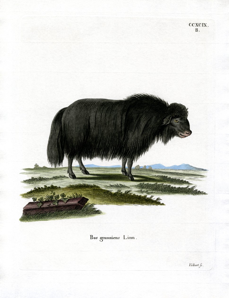 Yak by German School