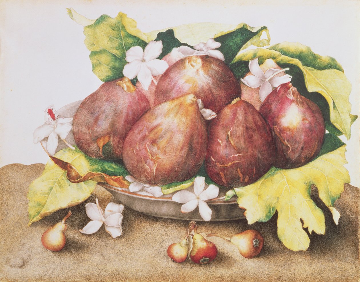 Figs on Leaves by Giovanna Garzoni
