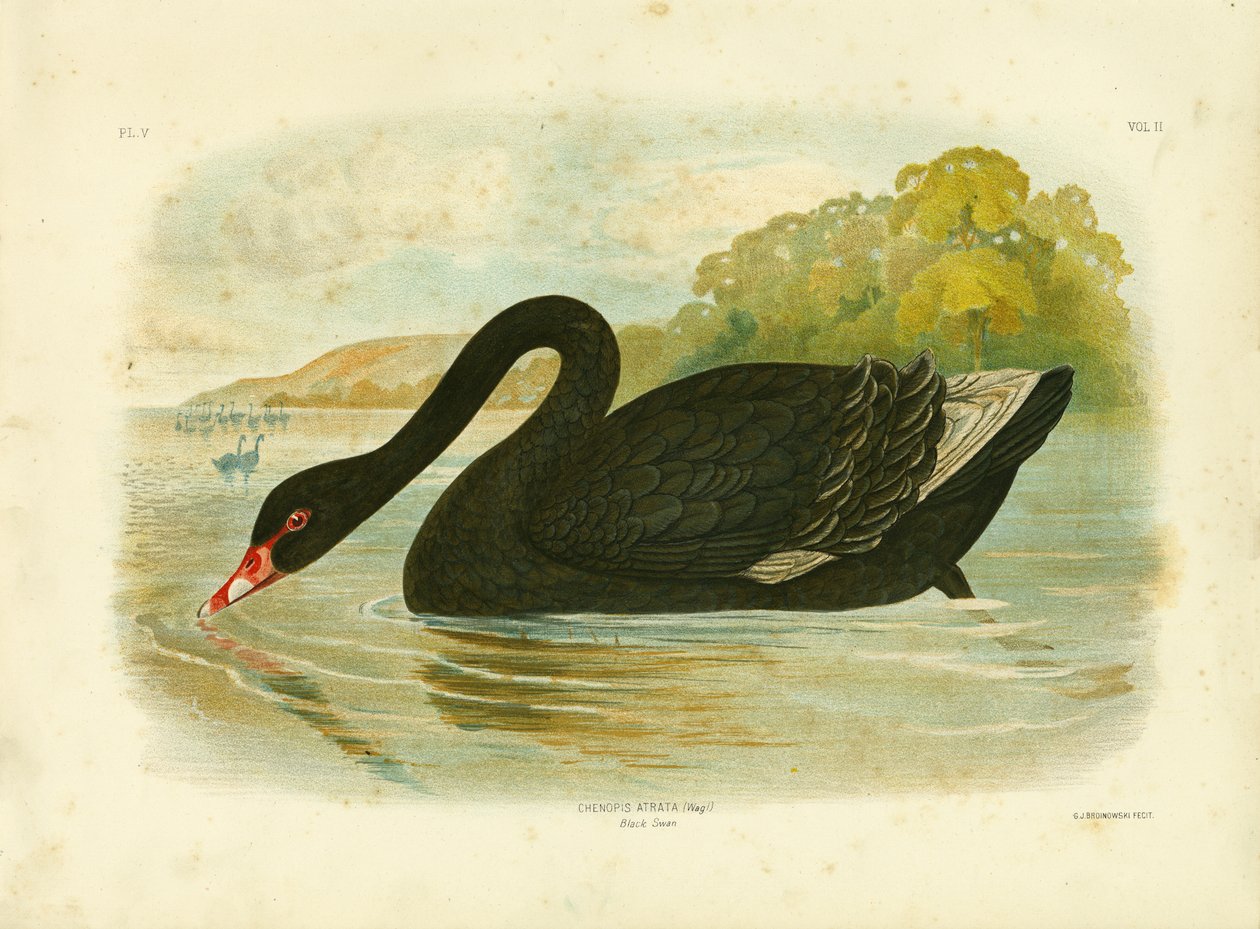 Black Swan by Gracius Broinowski
