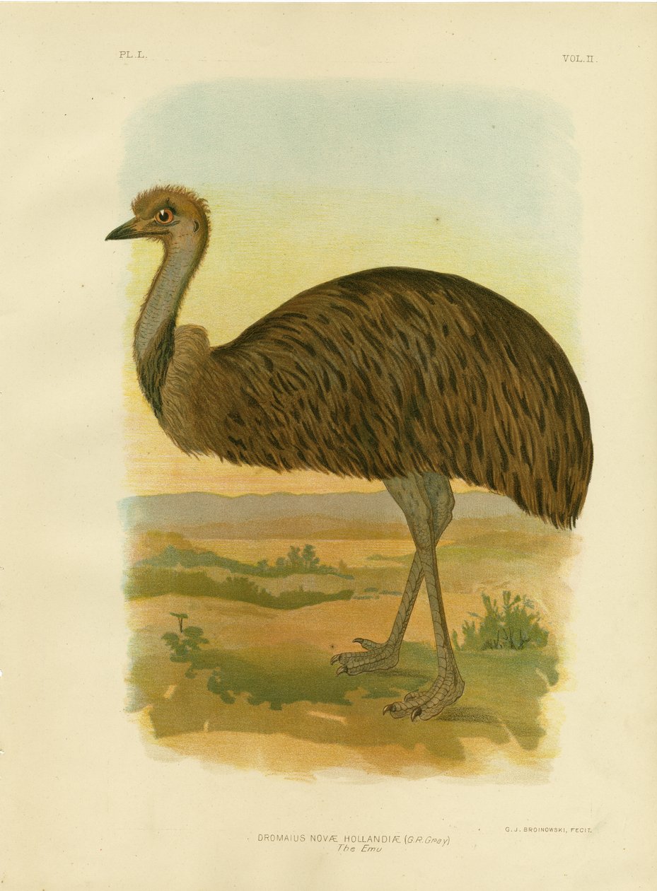 Emu by Gracius Broinowski