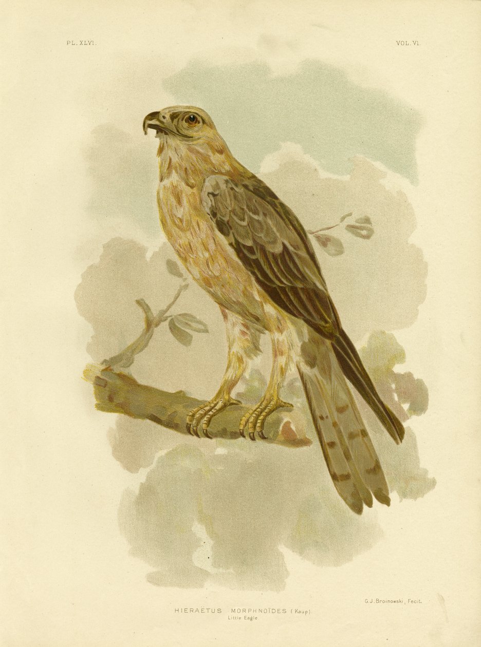 Little Eagle, 1891 by Gracius Broinowski