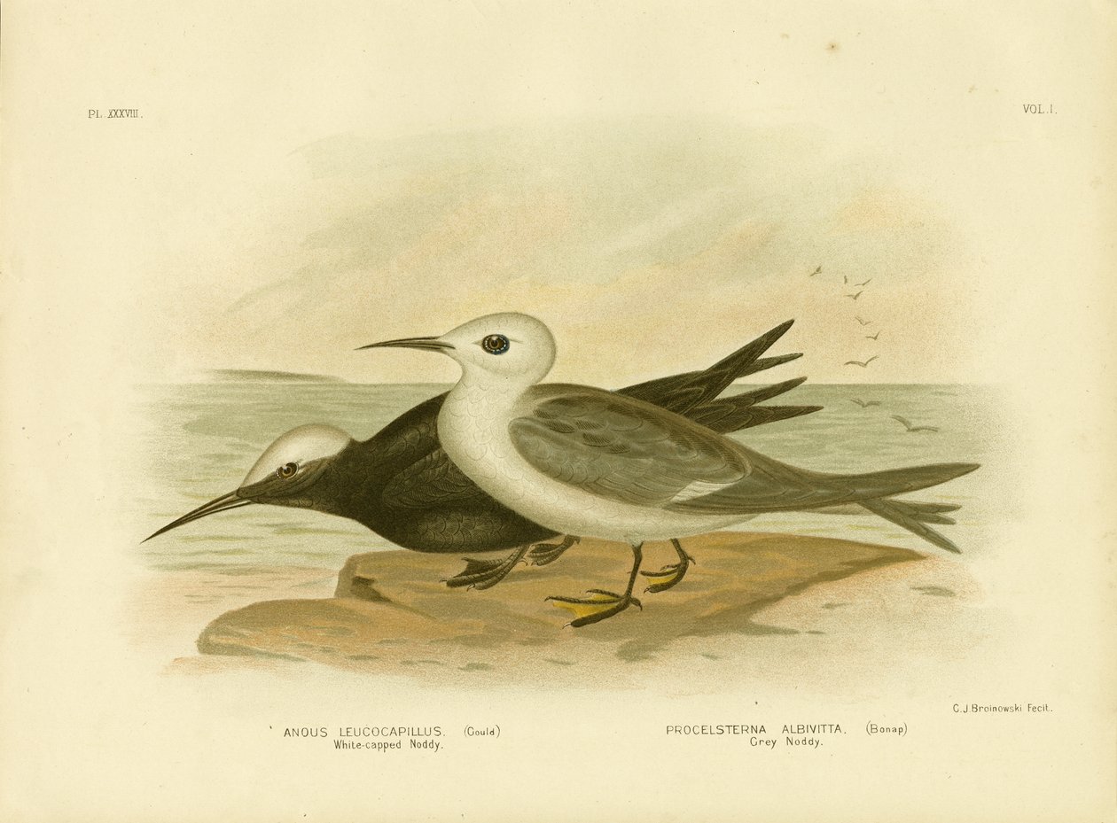 White-Capped Noddy, 1891 by Gracius Broinowski