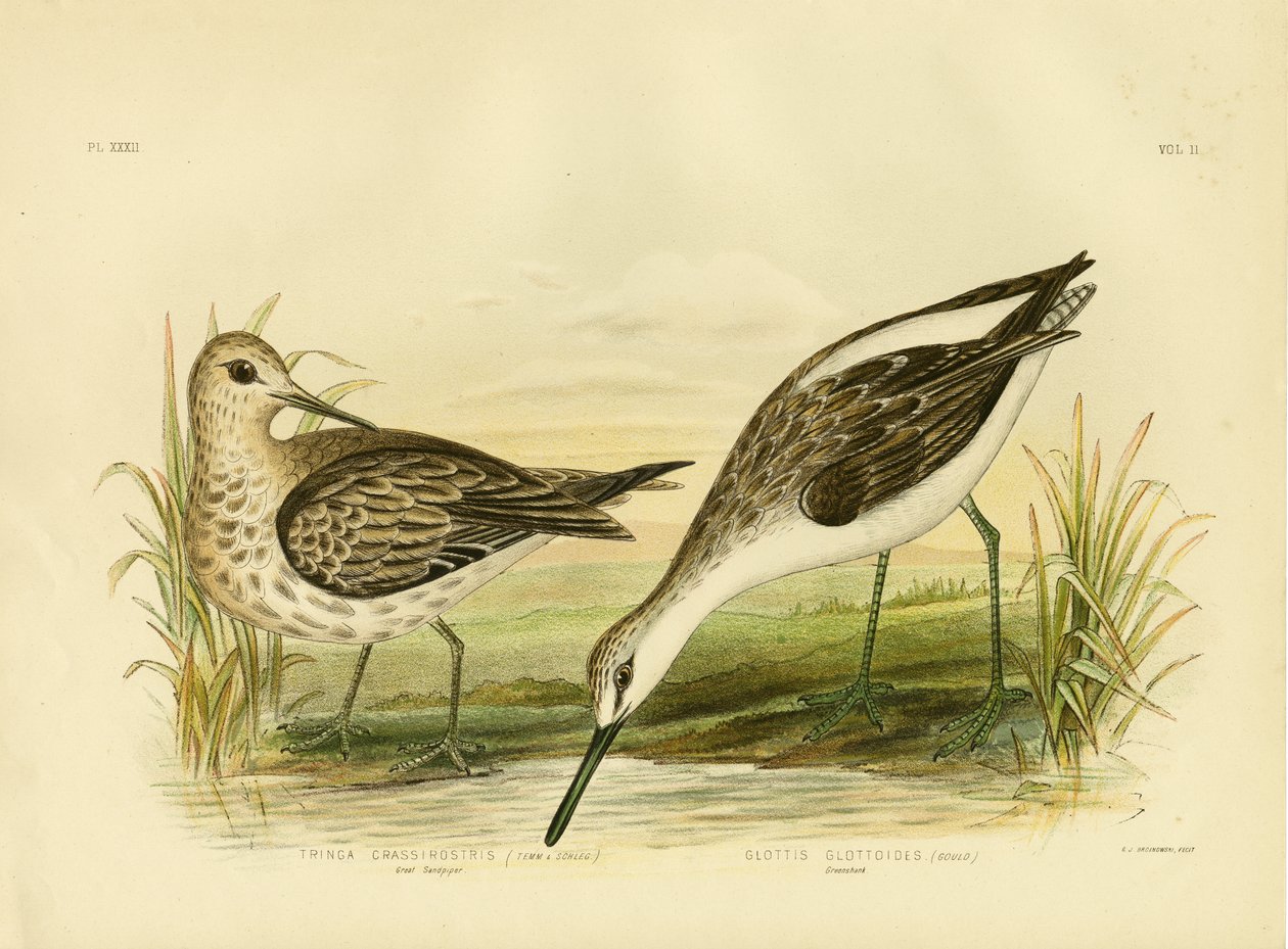 Great Sandpiper, 1891 by Gracius Broinowski