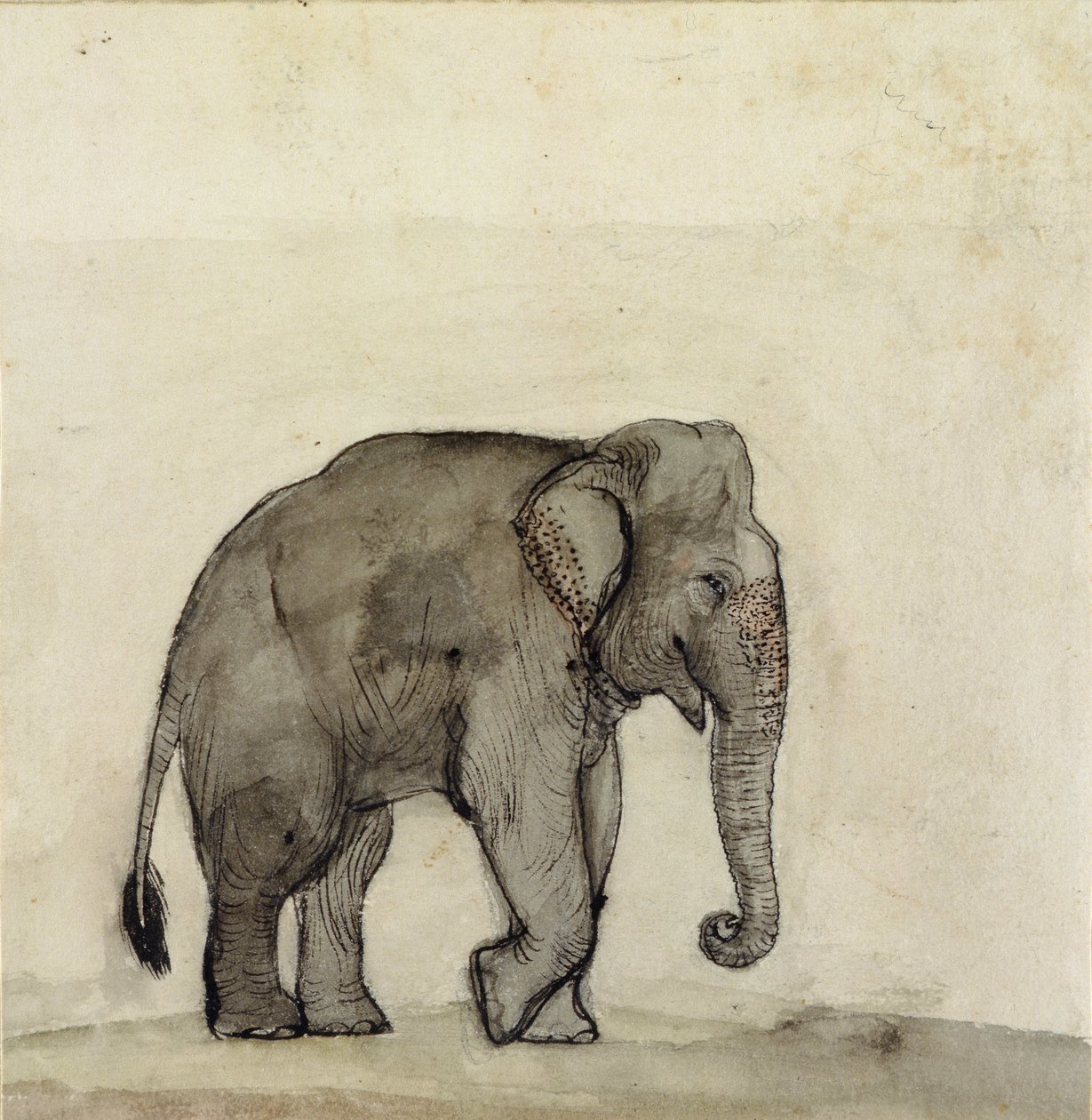Elephant, c.1790 by Gungaram Tambat