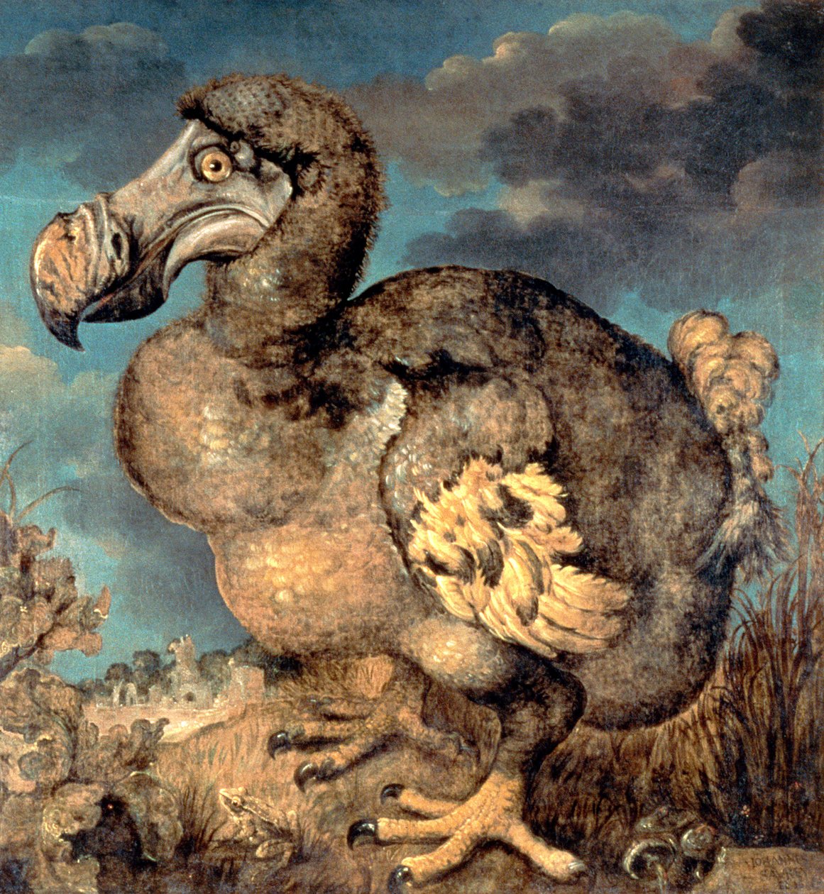 The Dodo, 1651 by Hans I Savery