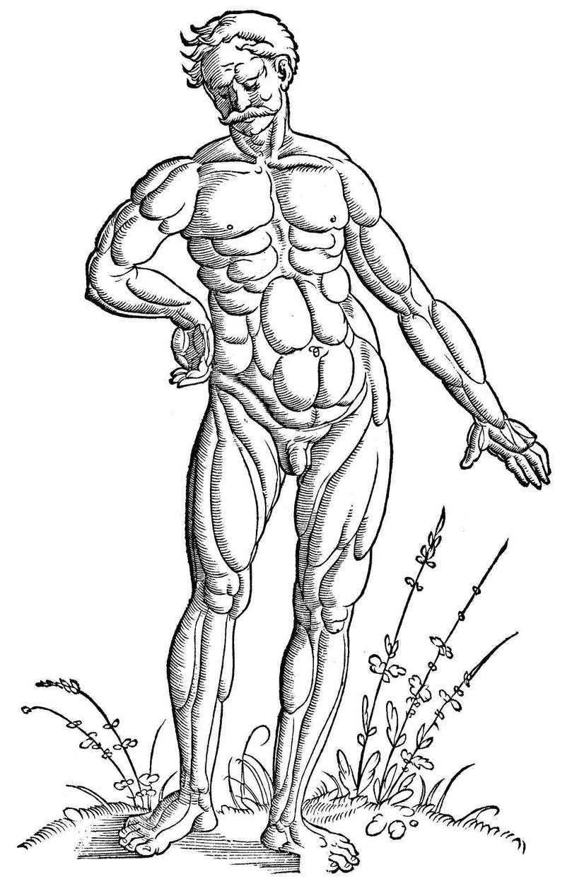 Anatomy - Man by Hans Baldung Grien
