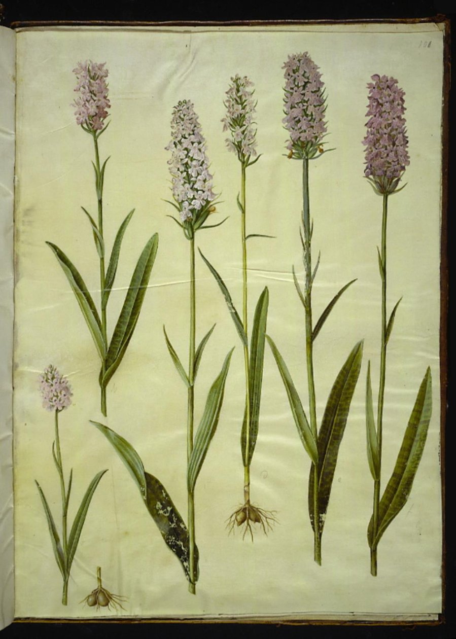 Dactylorhiza maculata (spotted orchid) by Hans Simon Holtzbecker