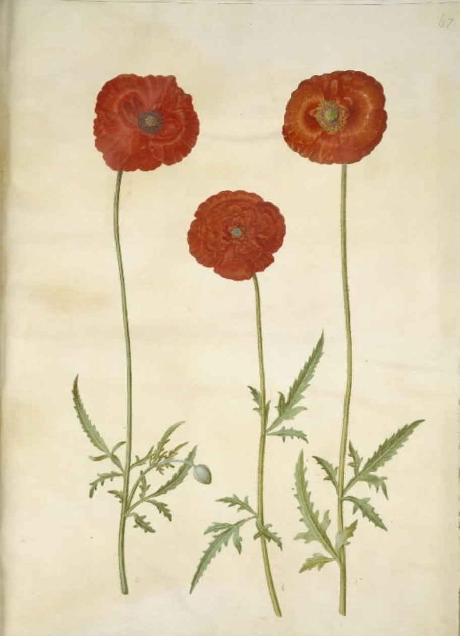 Corn Poppy by Hans Simon Holtzbecker