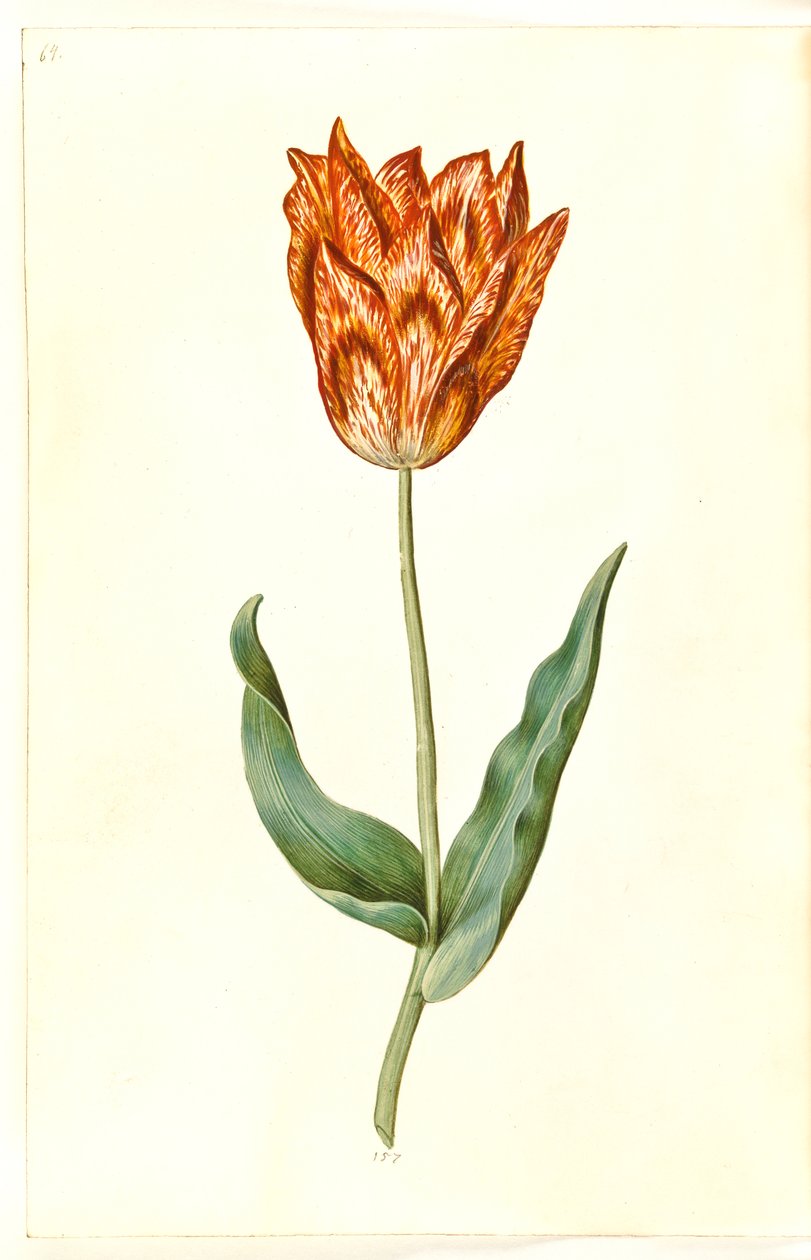 Tulipa gesneriana (garden tulip) by Hans Simon Holtzbecker