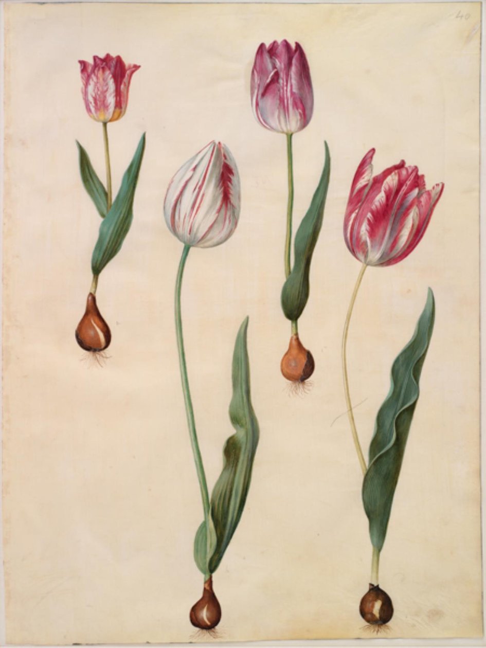 Tulipa gesneriana (Garden Tulip) by Hans Simon Holtzbecker