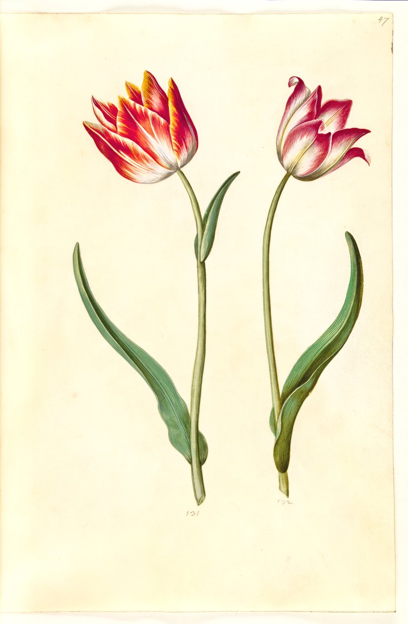 Tulipa gesneriana (garden tulip) by Hans Simon Holtzbecker