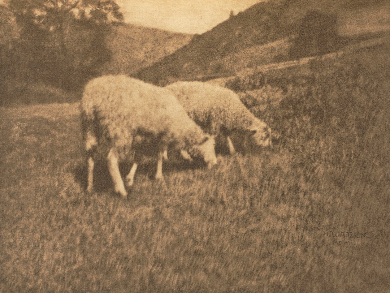 Sheep by Hans Watzek