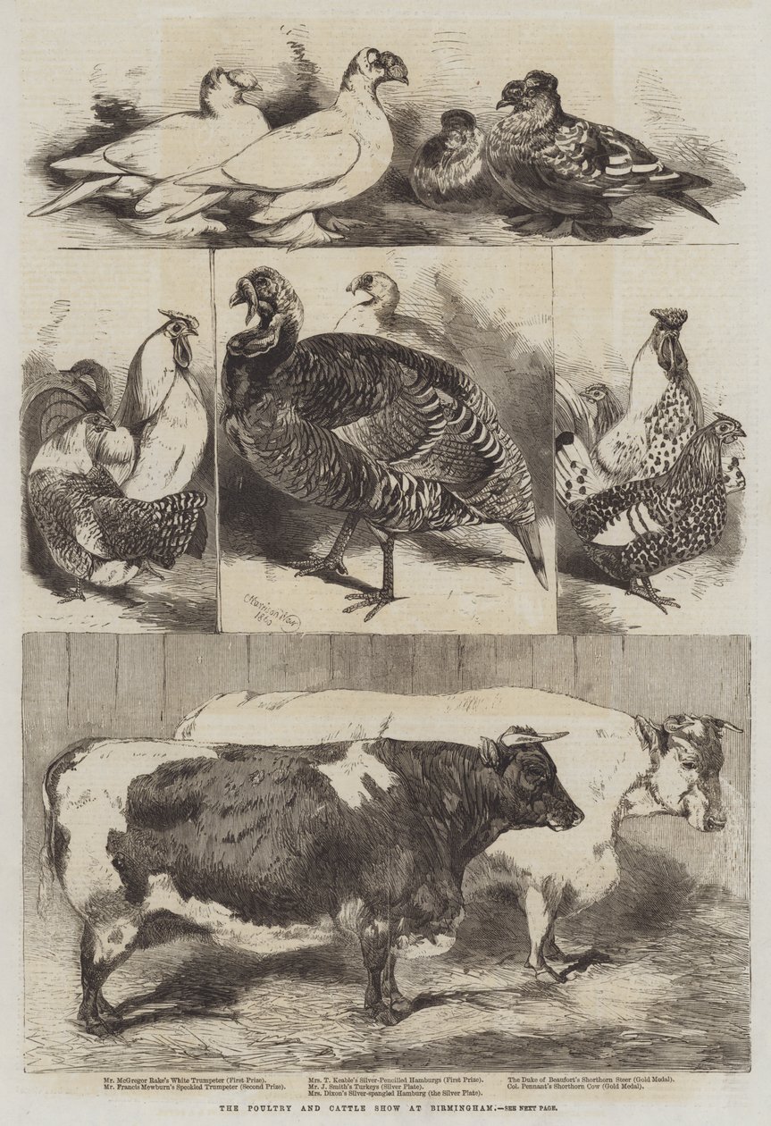 The Poultry and Cattle Show at Birmingham by Harrison William Weir