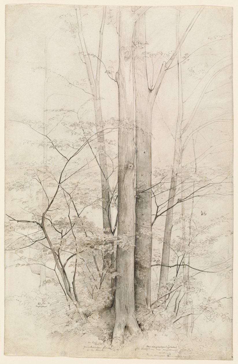 A Stand of Trees by Heinrich Dreber