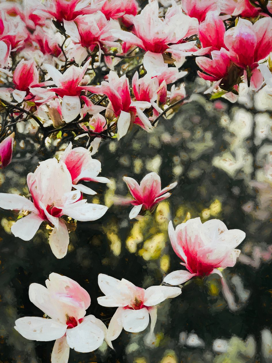 Blooming Magnolia by Helen White