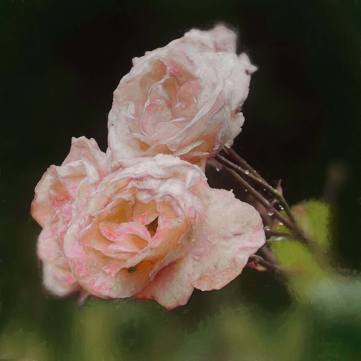 Blush Roses by Helen White