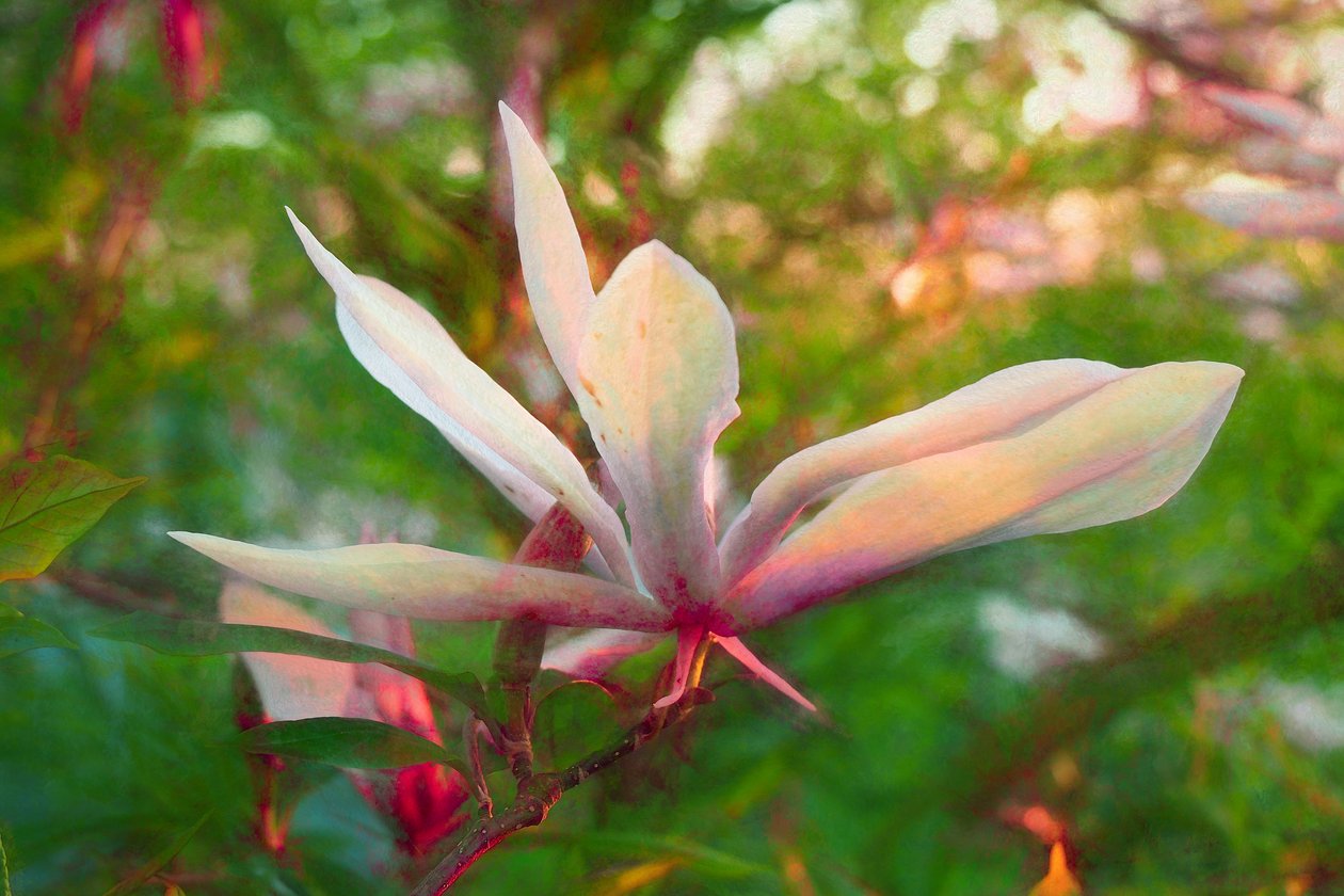 Magnolia by Helen White