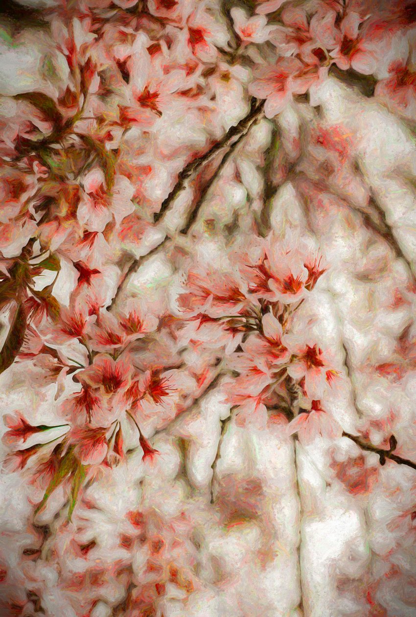 Orientalis by Helen White