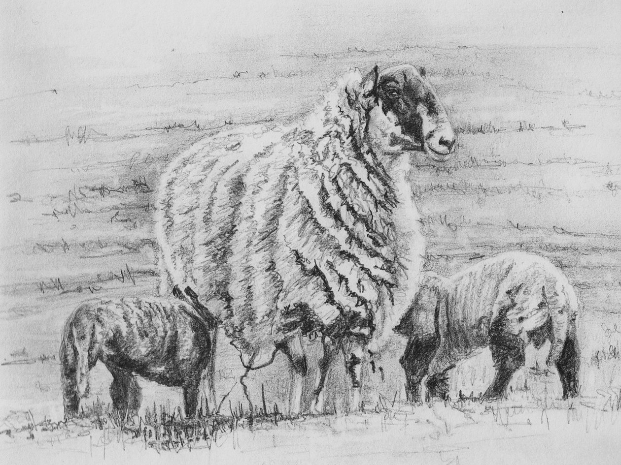 Proud ewe, 2012 by Helen White