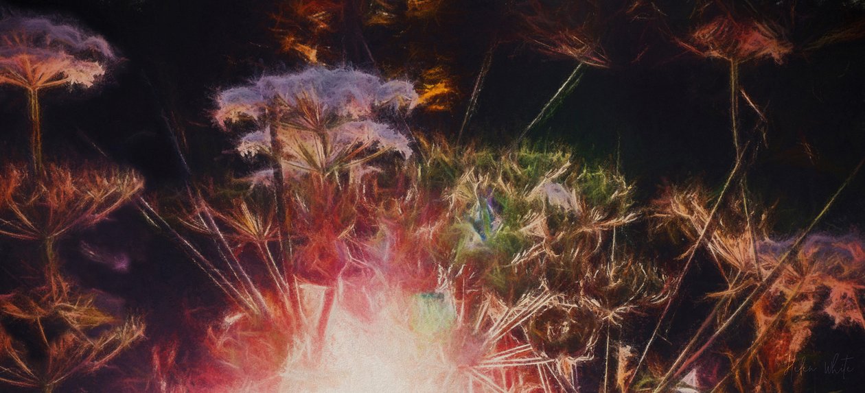 Radiant Hedgerow by Helen White