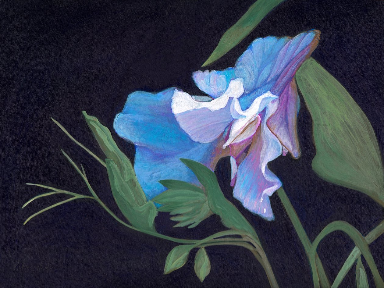 Sweet Pea by Helen White