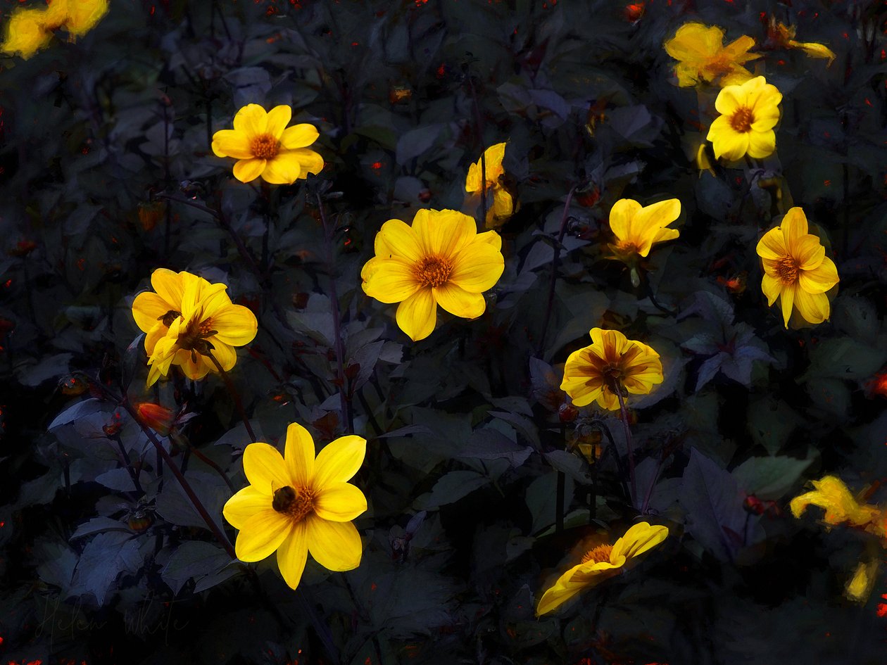 Yellow Velvet by Helen White