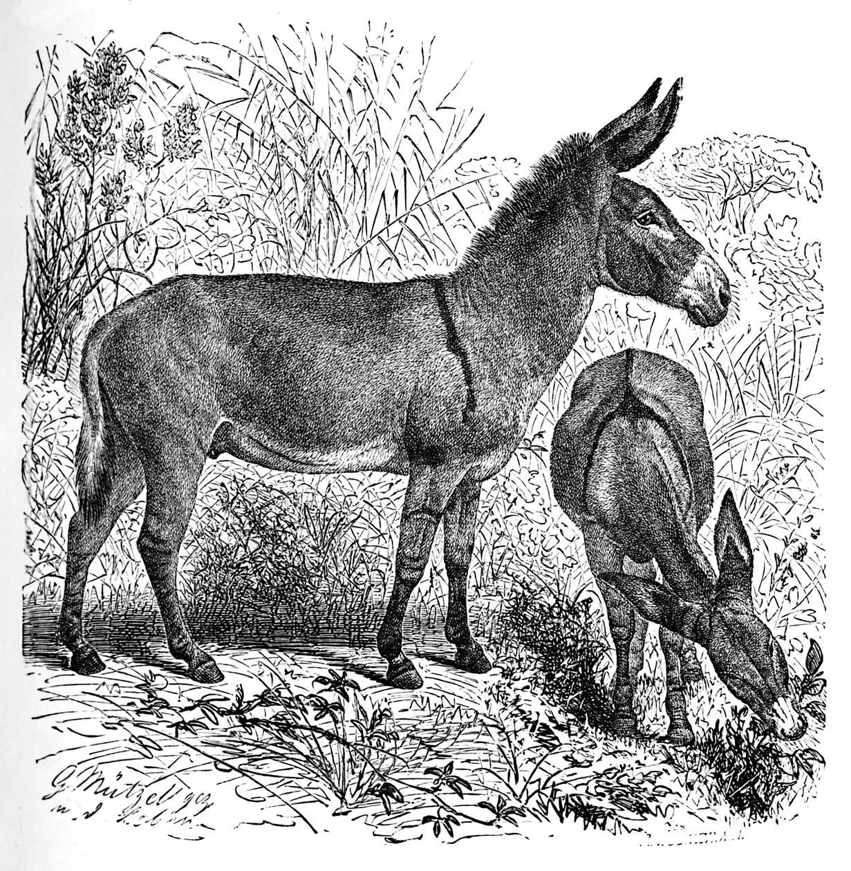 African Wild Ass by Helena J. Maguire