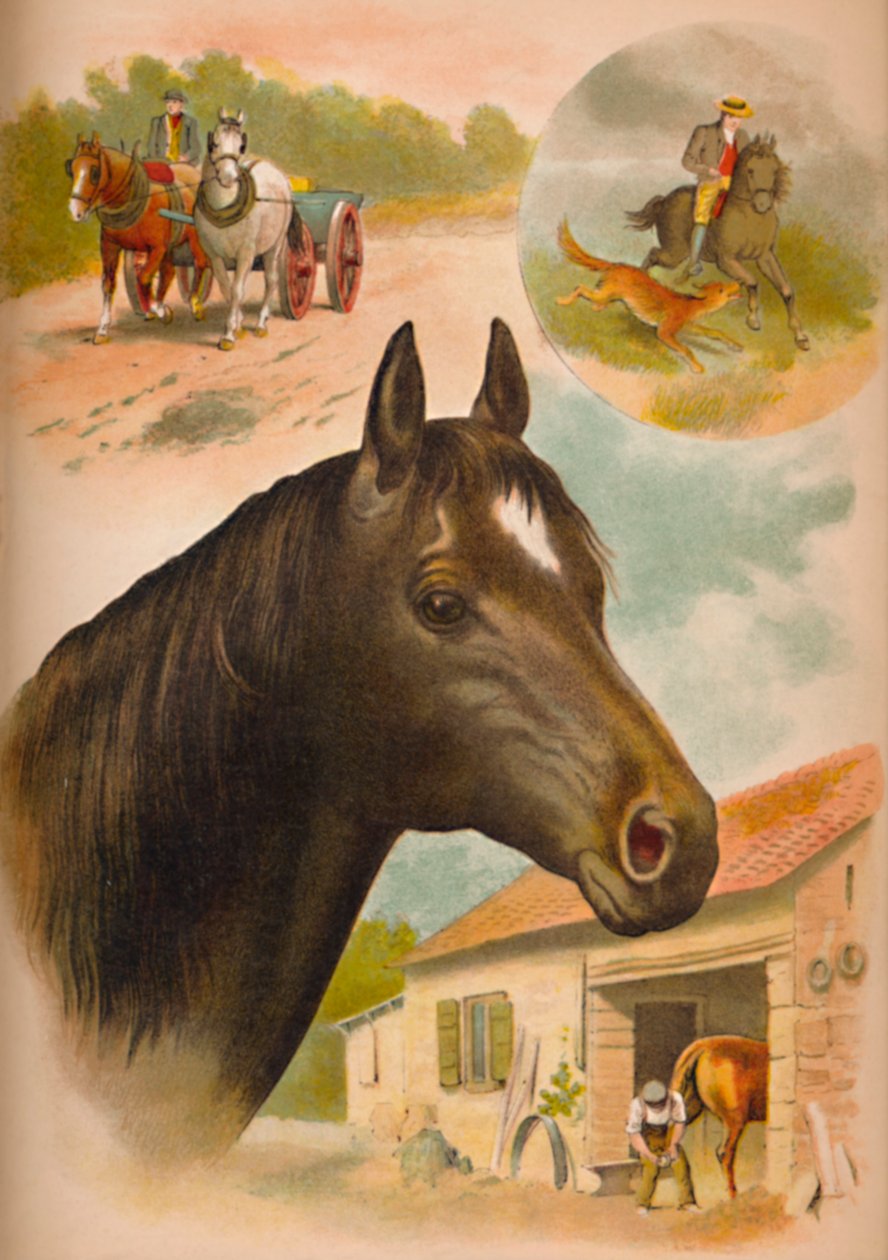 The Horse by Helena J. Maguire