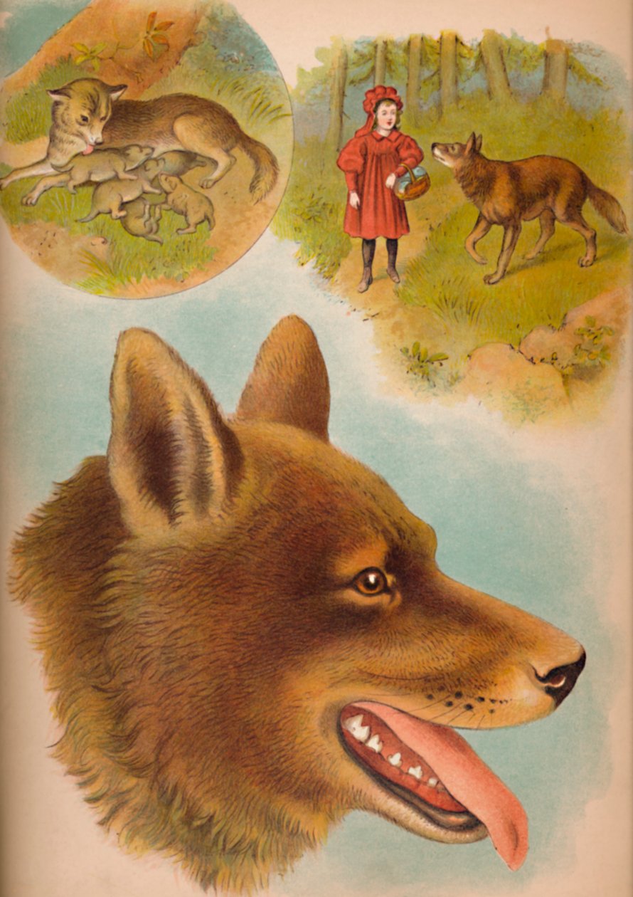 The Wolf by Helena J. Maguire