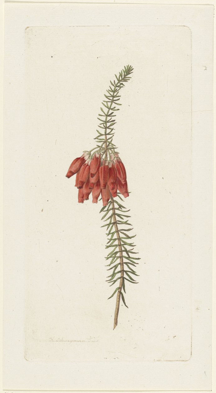 Flowers (Erica Mammosa) by Hendrik Schwegman