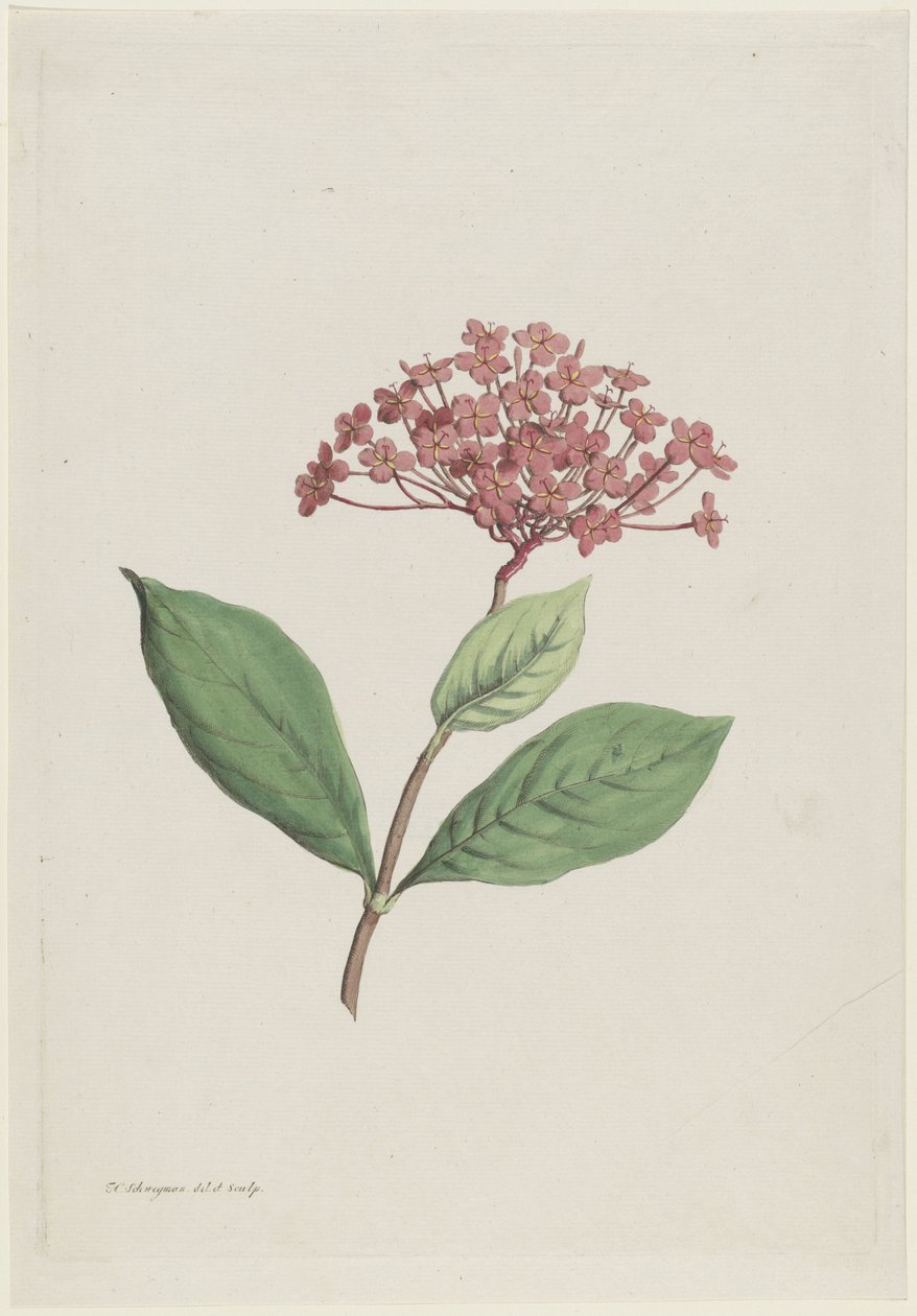 Jungle Geranium (Ixora coccinea) by Hendrik Schwegman