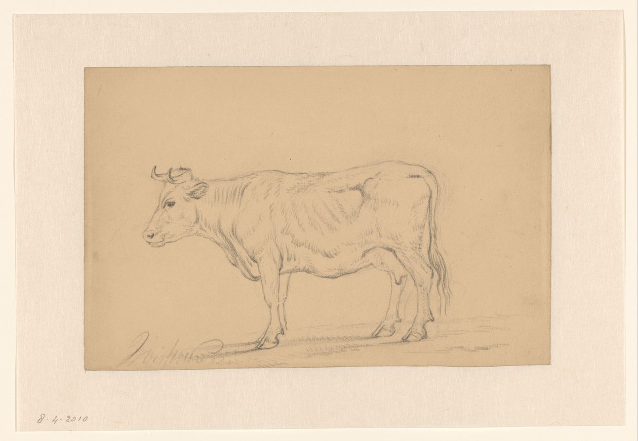 Study of a Standing Cow by Hendrik Verspoeken