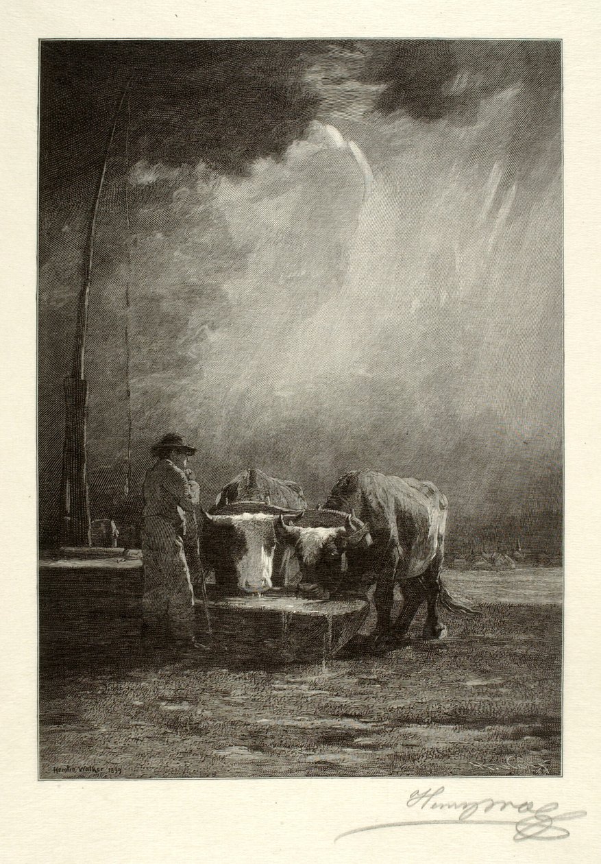 Oxen Drinking by Henry Wolf