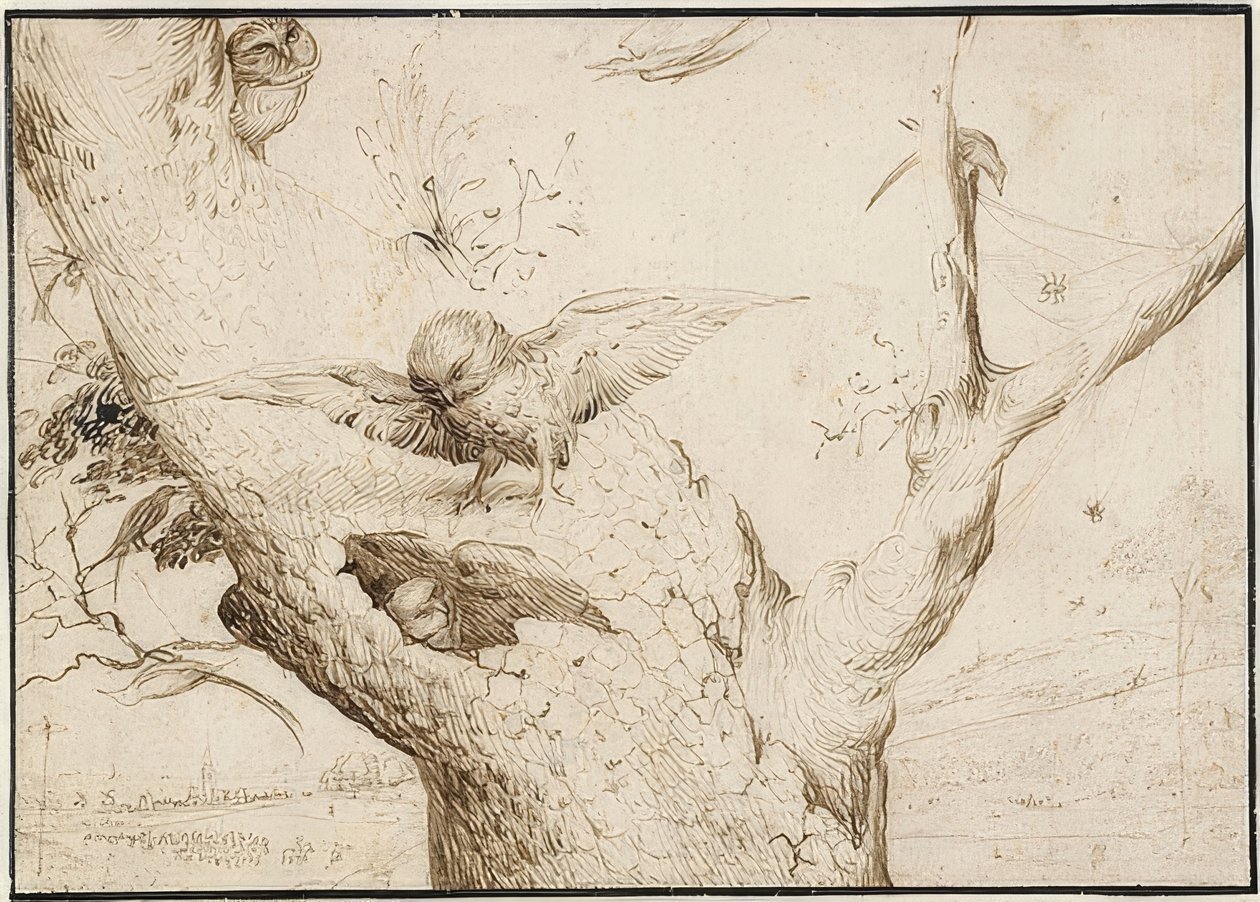 Owl