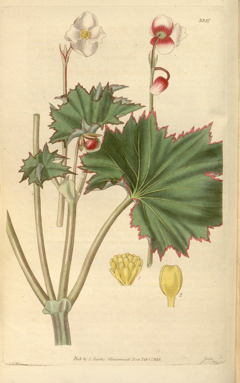 Begonia geraniifolia by Hooker