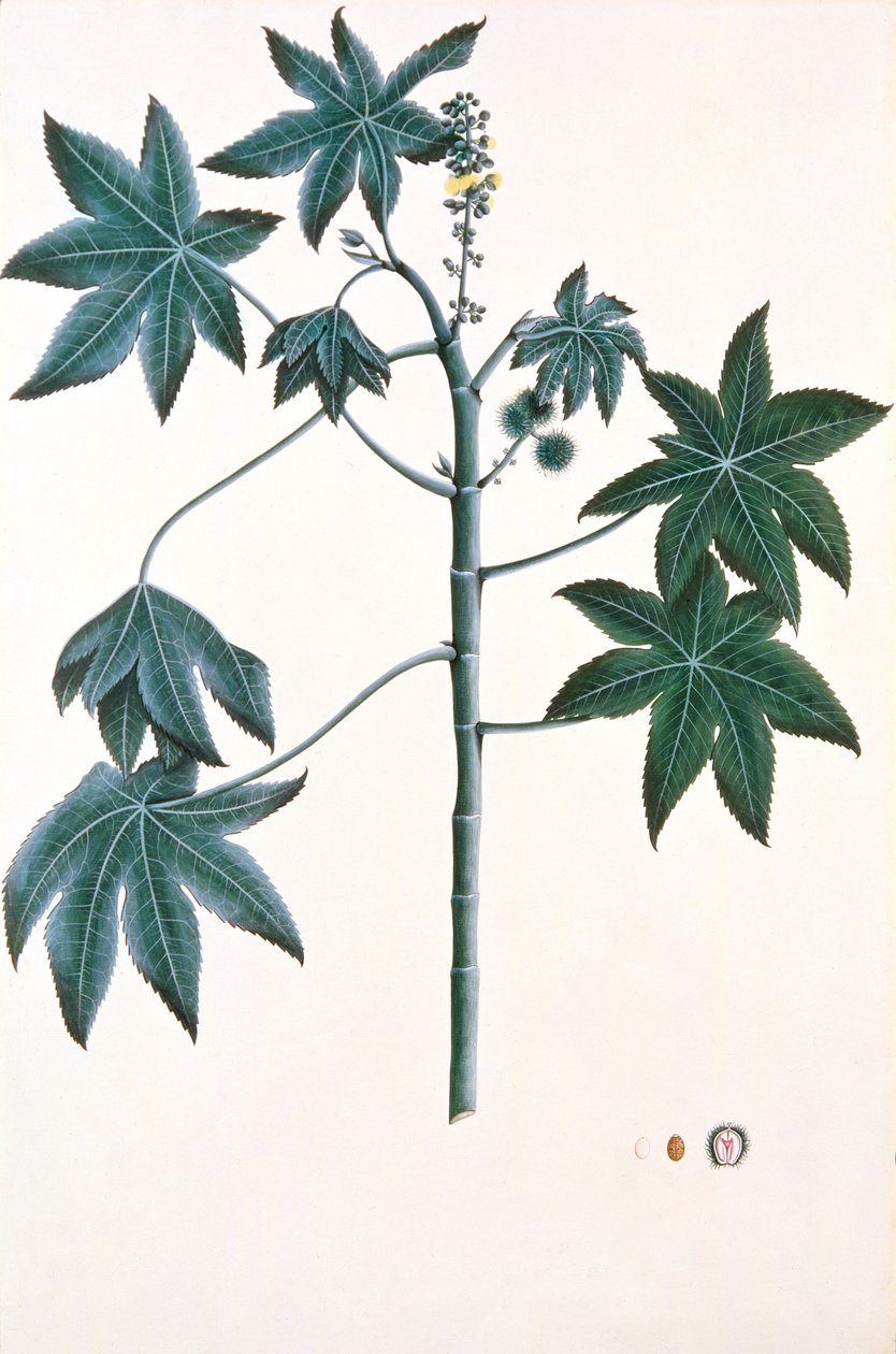 Castor Oil Plant by Indian School