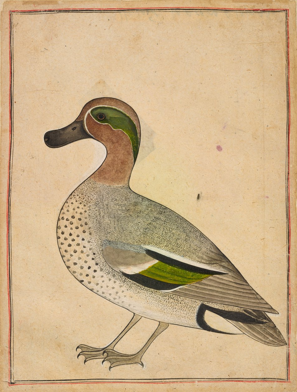 A Green-winged Teal by Indian School