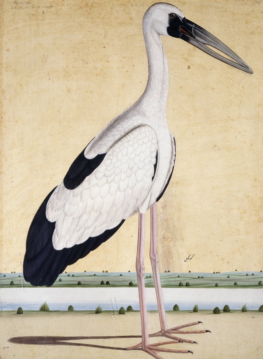 An Open-Beaked Stork by Indian School
