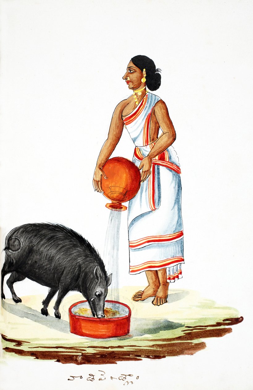 Feeding a Wild Pig by Indian School