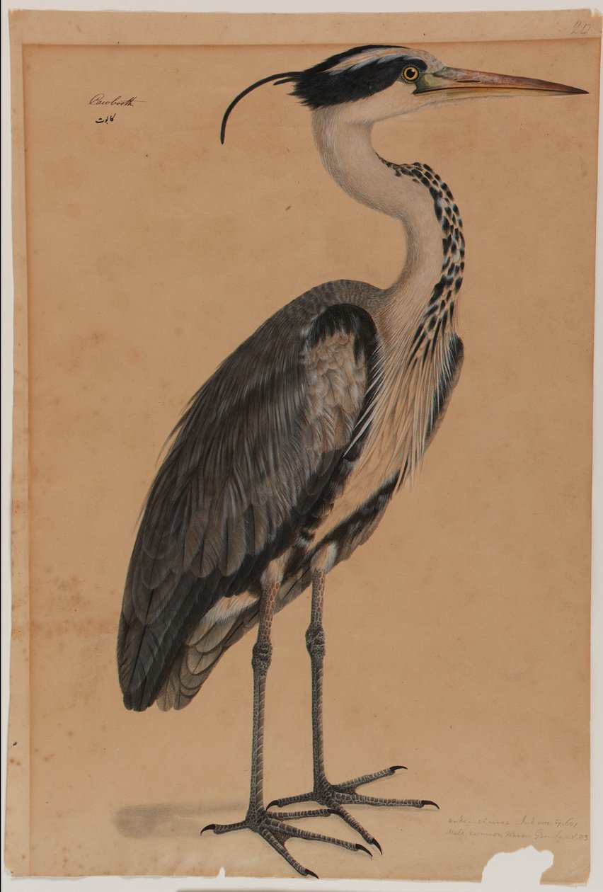 Grey Heron by Indian School