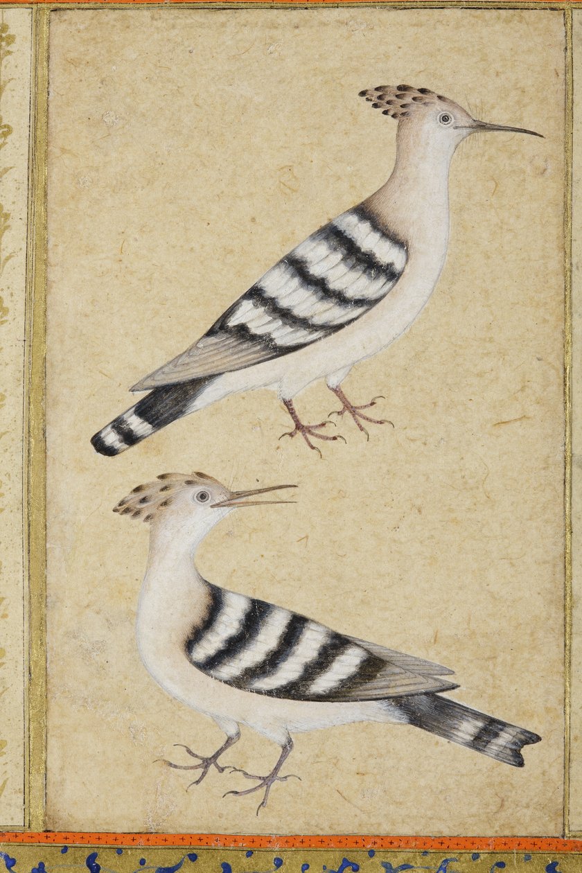 Hoopoes by Indian School