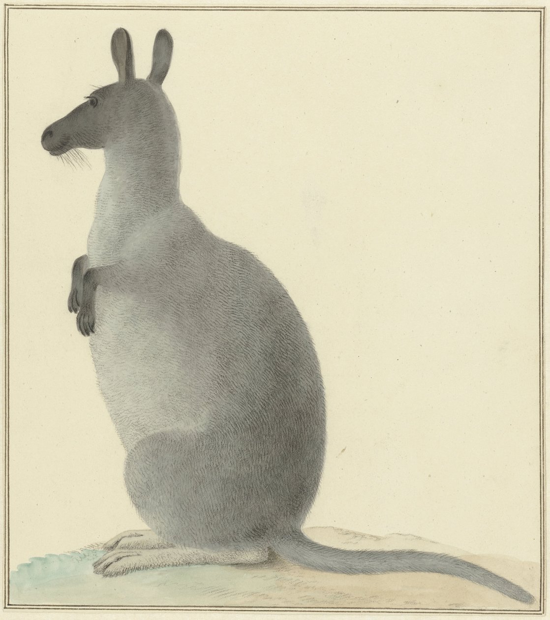 Kangaroo by Isaac van Haastert