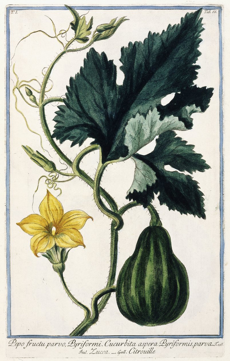 A Pumpkin, 1772-1784 by Italian School