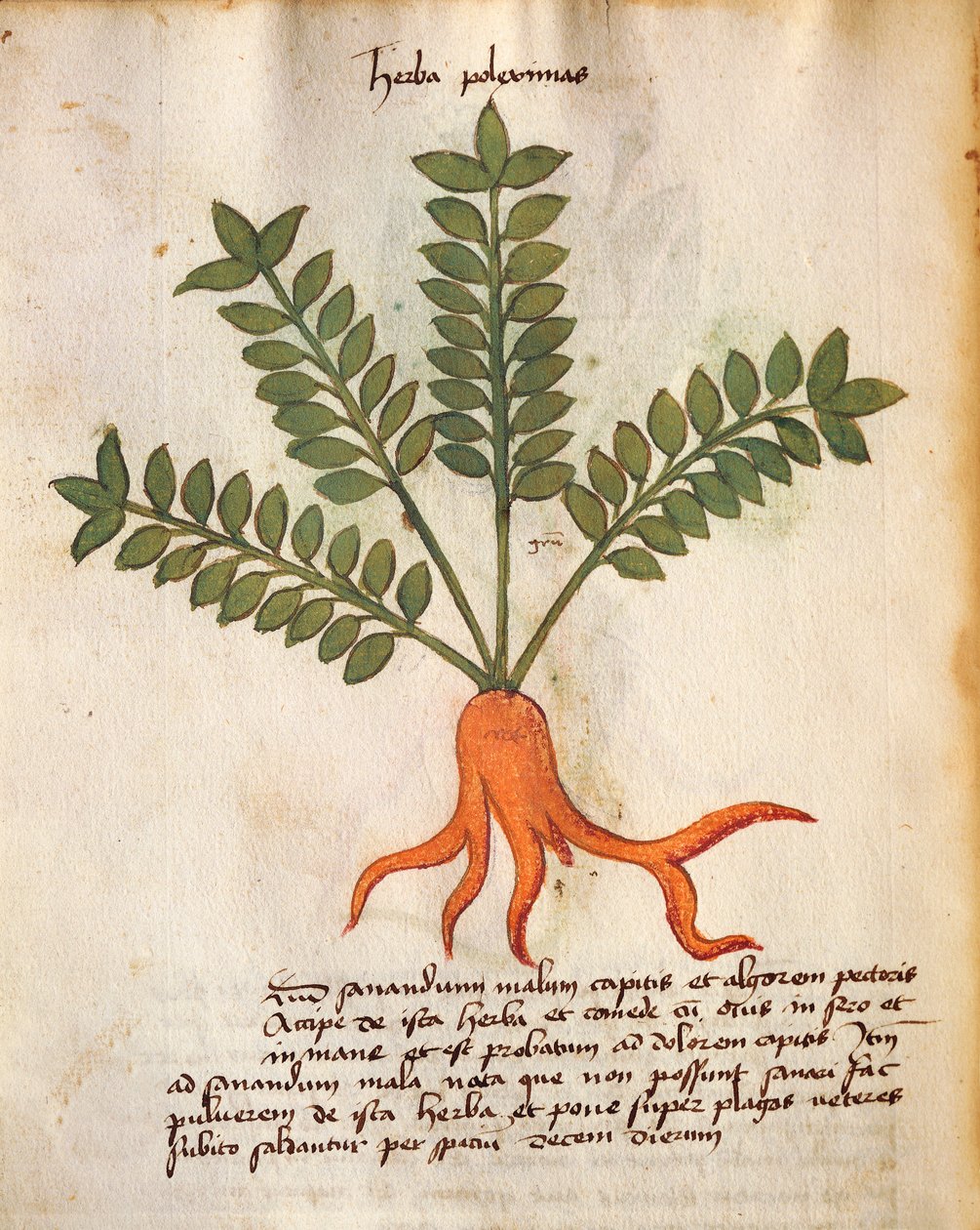 Herba Poleximos by Italian School