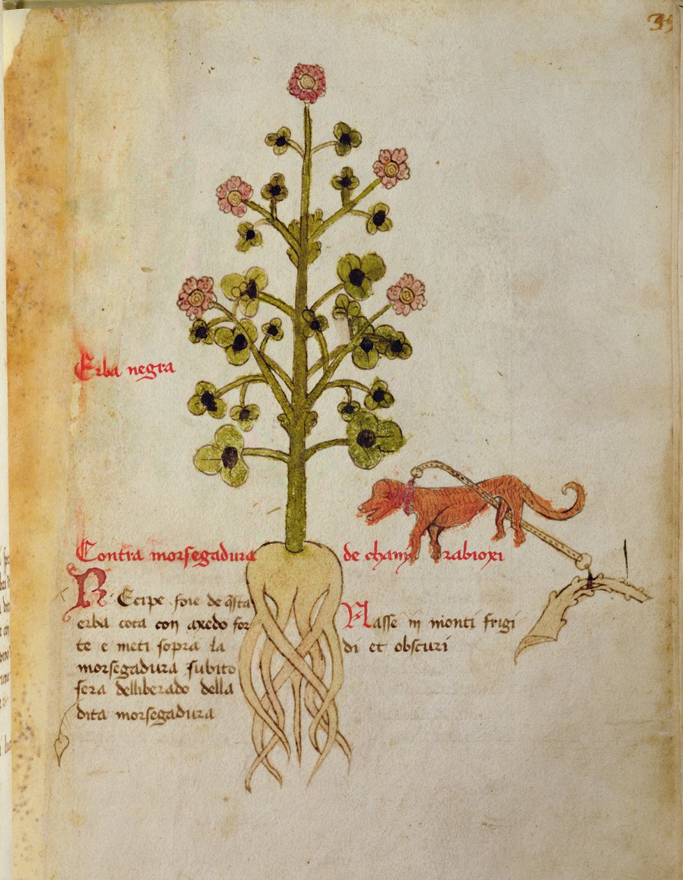 Herba negra by Italian School