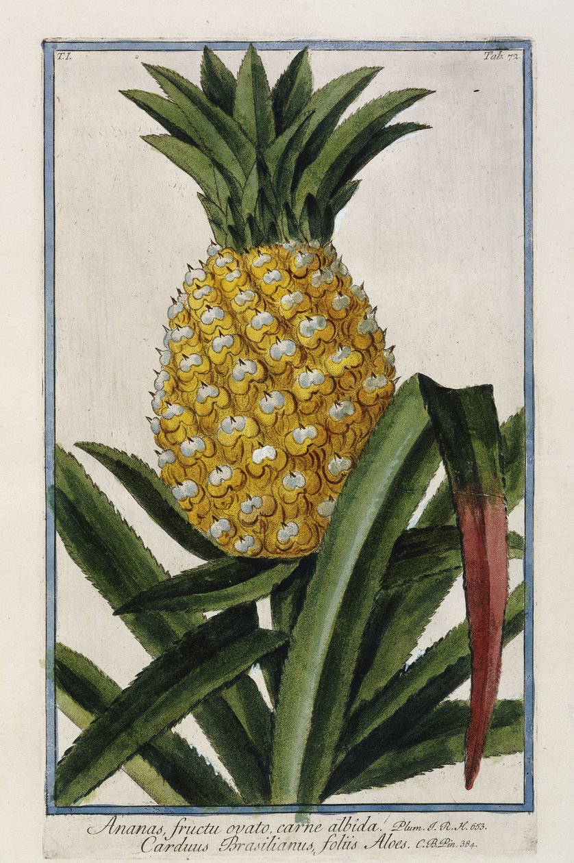 Pineapple by Italian School