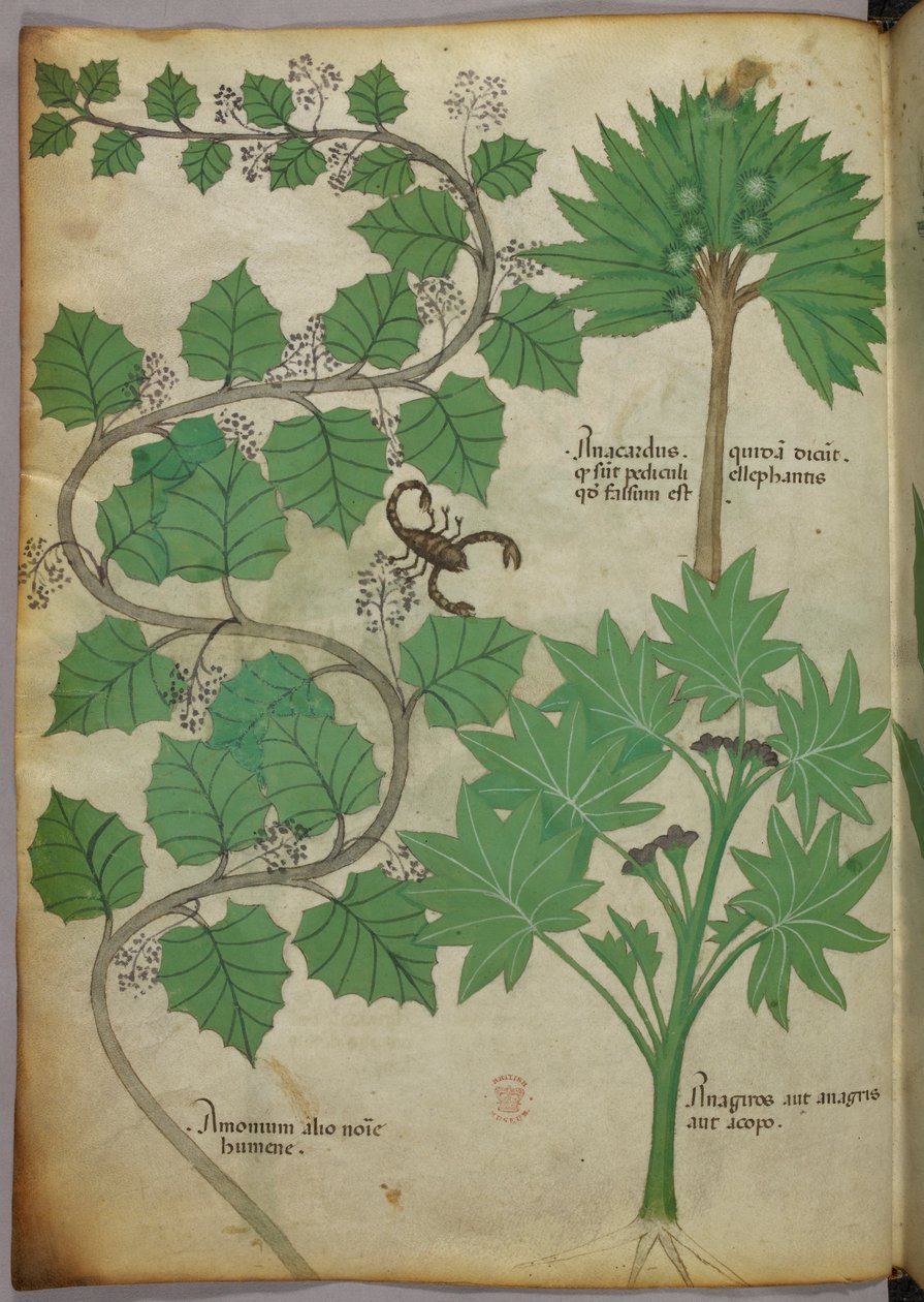 Botanical Illustration by Italian School