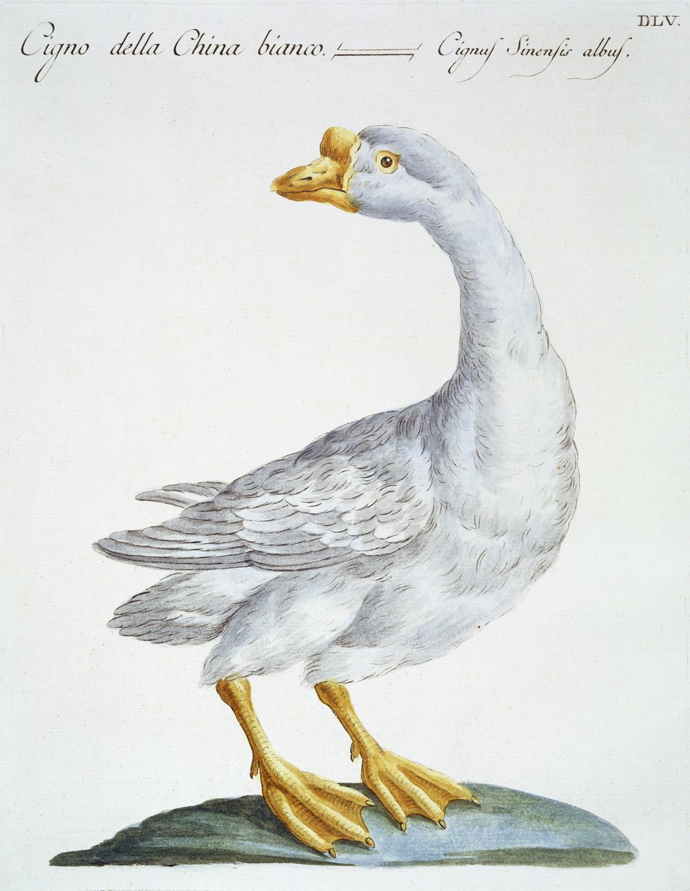 Swan, c.1767-76 by Italian School