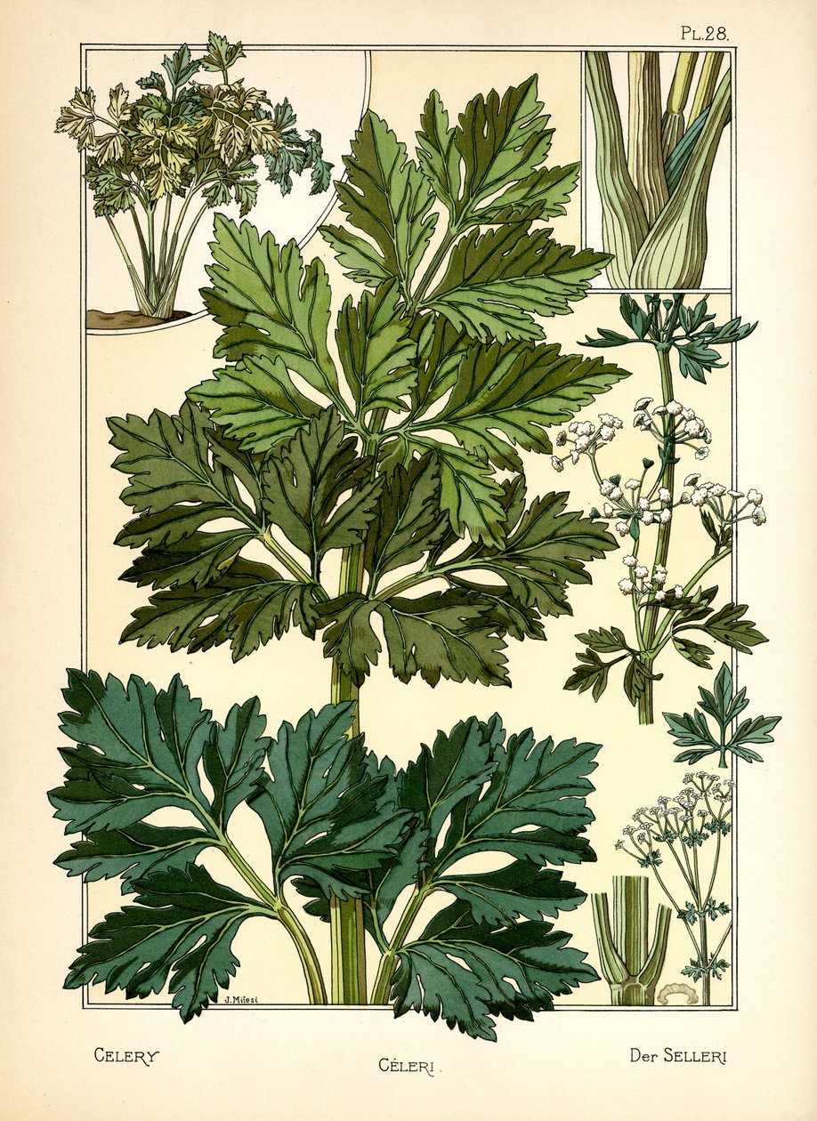The Celery by J. Milesi