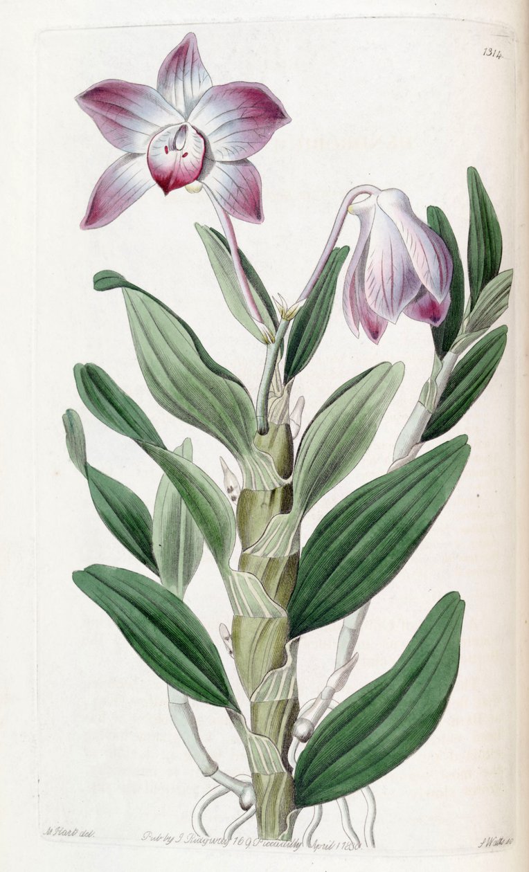 Dendrobium moniliforme by Jams  Watts